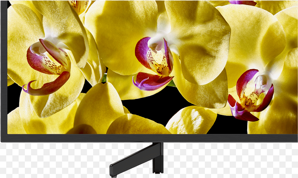 Sony Kd, Computer Hardware, Screen, Plant, Orchid Png