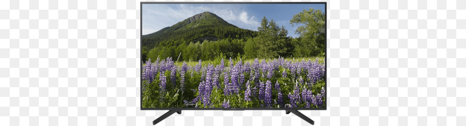 Sony Kd 49x7002f 124 Cm 4k Ultra Hd Led Smart Tv Sony, Screen, Plant, Monitor, Lupin Free Png