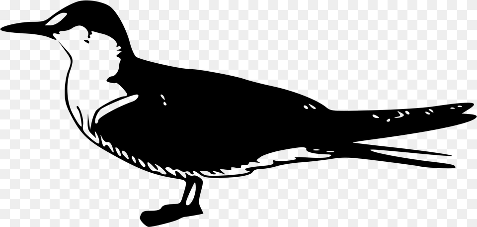 Sooty Tern Clip Arts Bird Clip Art, Gray Free Png