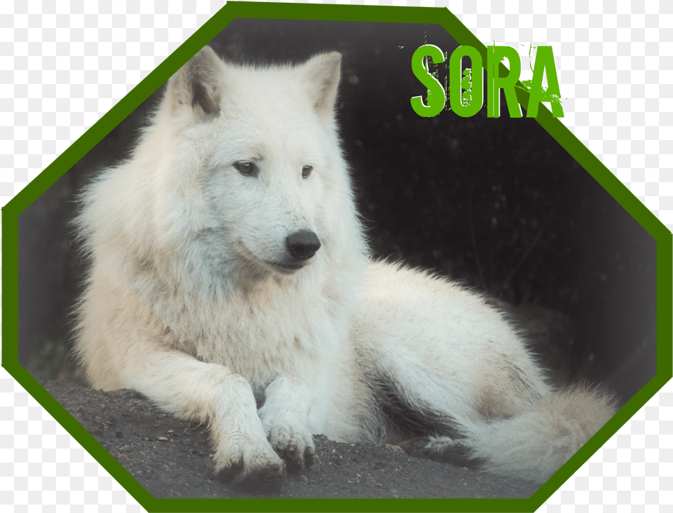 Sora Wolf Banner 1 Greenland Dog, Animal, Canine, Mammal, Pet Free Png Download