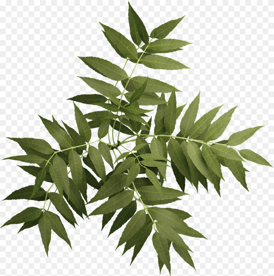 Sorbus, Leaf, Plant, Tree, Herbal Png Image
