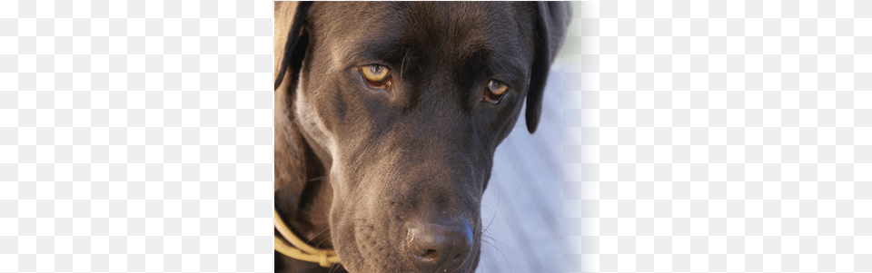 Sore Eyes In Dogs Dog, Animal, Canine, Labrador Retriever, Mammal Png