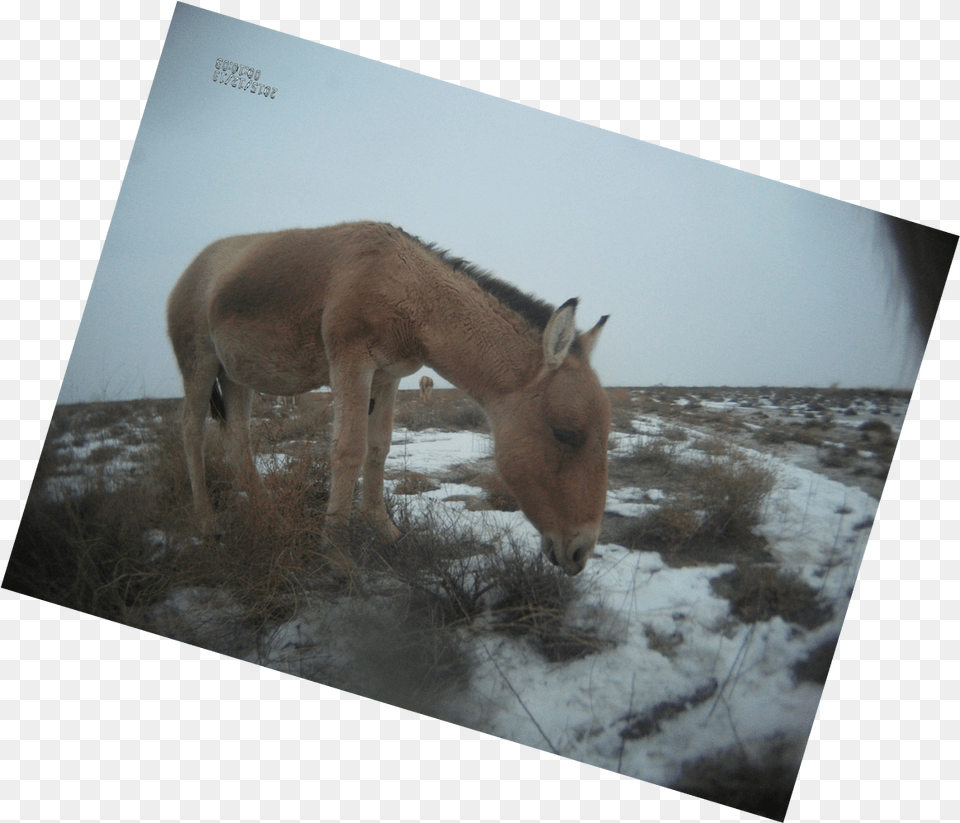Sorrel, Animal, Colt Horse, Field, Grassland Free Transparent Png
