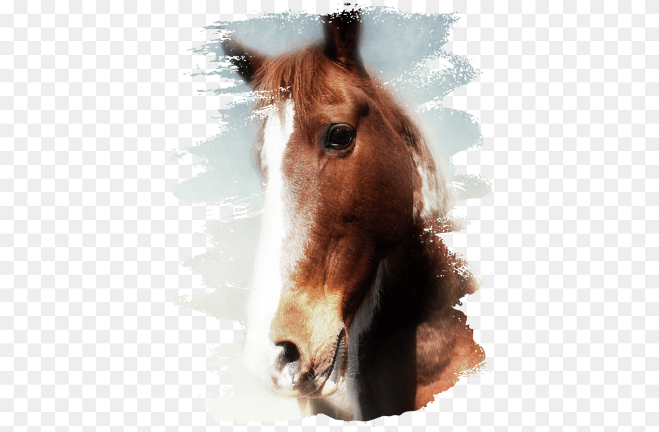 Sorrel, Horse, Animal, Colt Horse, Mammal Free Transparent Png