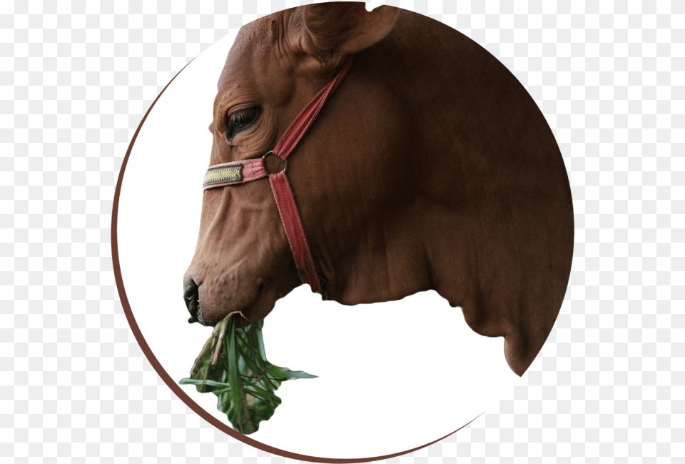 Sorrel, Animal, Horse, Mammal, Cattle Free Png