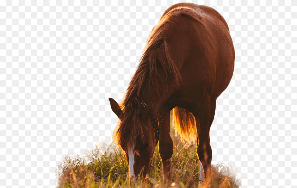 Sorrel, Animal, Colt Horse, Mammal, Horse Free Transparent Png
