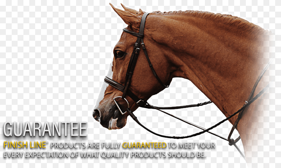 Sorrel, Halter, Animal, Horse, Mammal Free Png Download