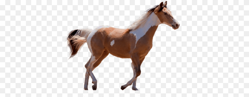 Sorrel, Adult, Animal, Colt Horse, Female Png