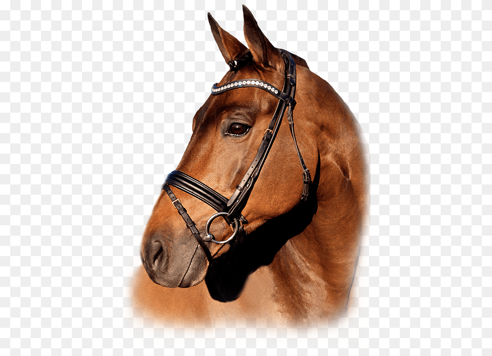 Sorrel, Animal, Horse, Mammal, Halter Png