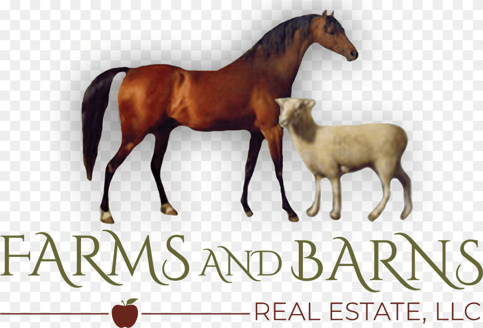 Sorrel, Animal, Colt Horse, Horse, Mammal Png Image