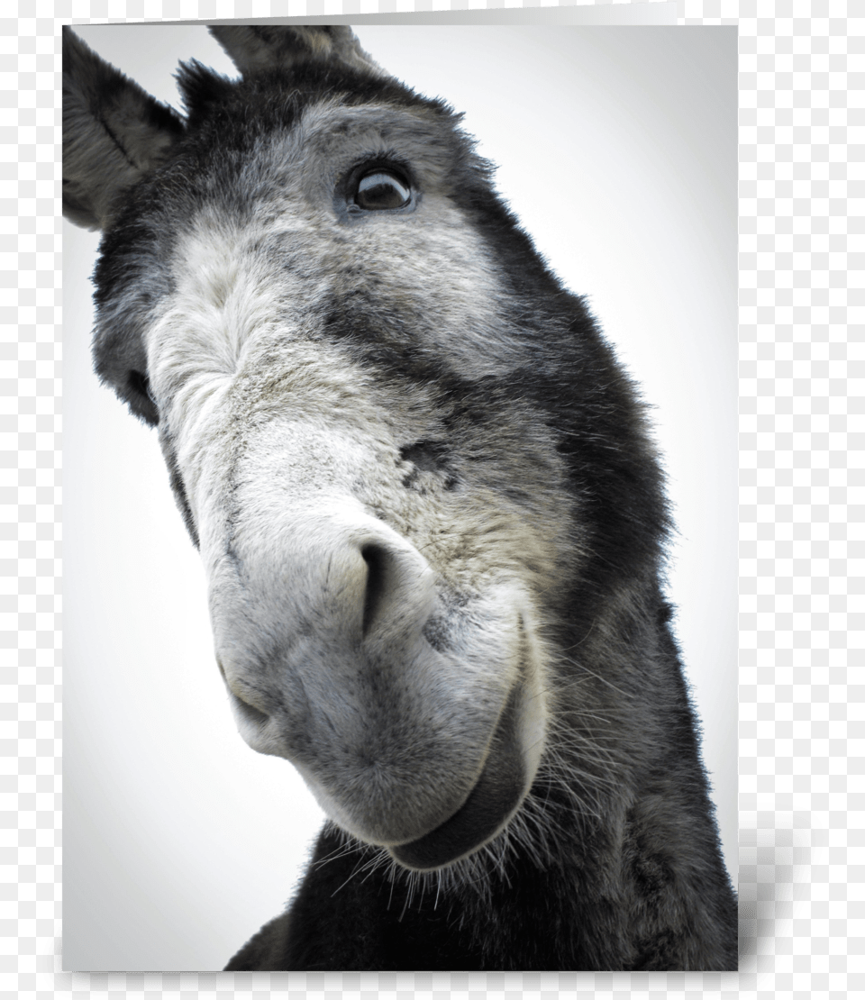 Sorry For Being Such An Ass Greeting Card Burro, Animal, Bear, Donkey, Mammal Png Image