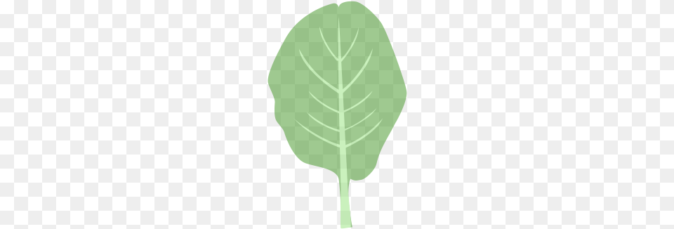 Sorry We Did Not Find That, Leaf, Plant, Tobacco, Chandelier Png Image