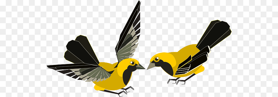 Sort Og Gul Fugl, Animal, Bird, Finch, Beak Png Image