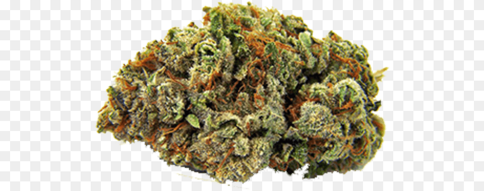 Sour Gorilla Glue, Plant, Weed Free Png Download