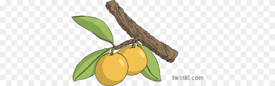 Sour Plum Ximenia Americana Indiginous South African Yellow Plum, Food, Fruit, Plant, Produce Free Png Download