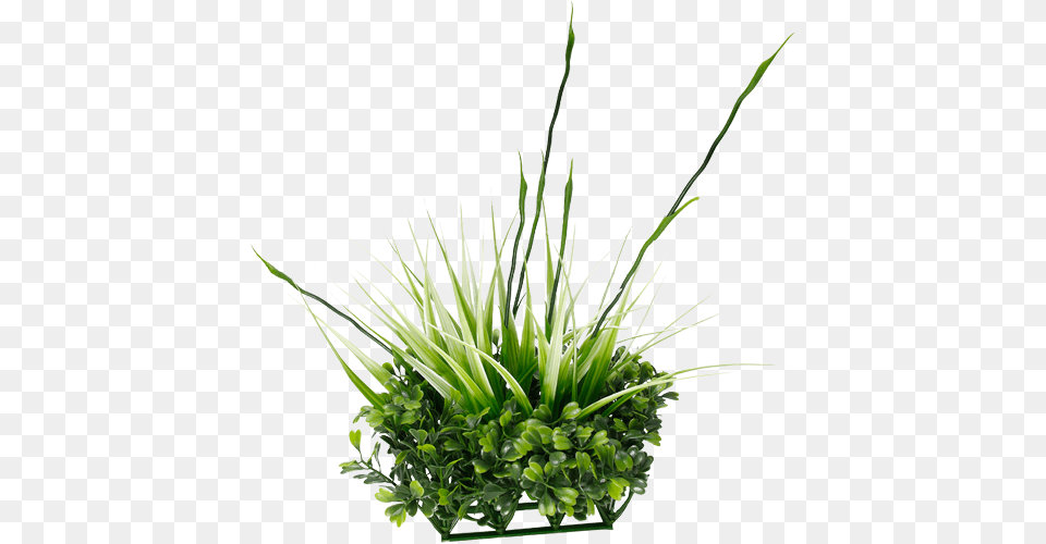 Source Fluval Chi Boxwood Amp Tall Grass Ornament, Flower, Flower Arrangement, Plant, Potted Plant Png Image