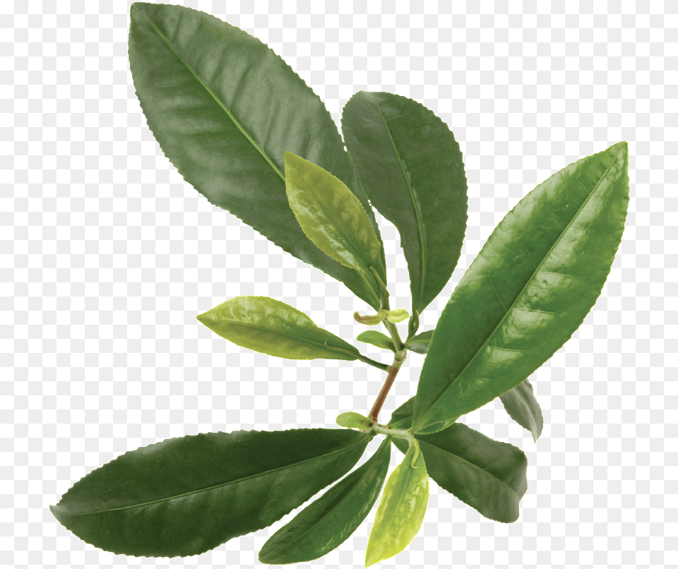 Source I568 Photobucket Com Report Green Pharmanex Tegreen, Leaf, Plant, Beverage, Tea Free Png Download