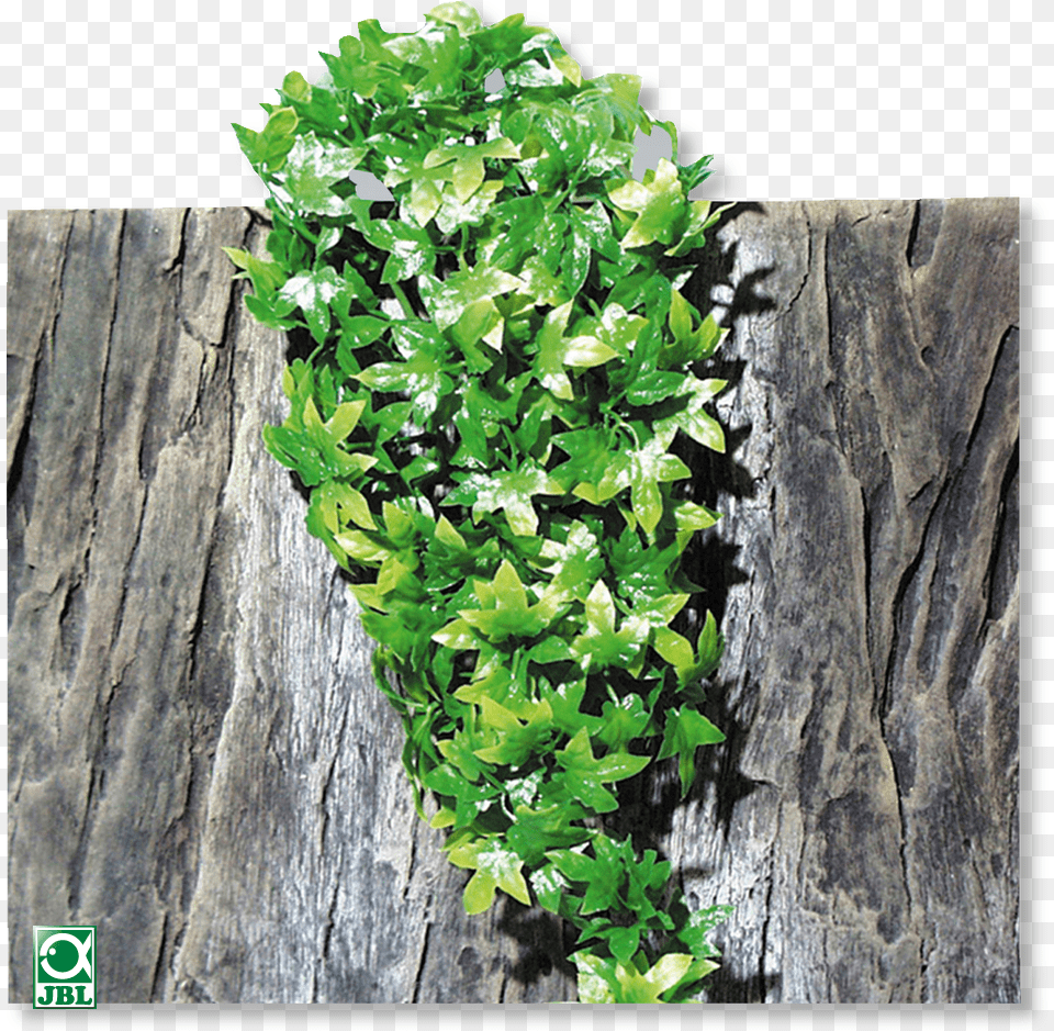 Source Jbl De Report Hanging Plants Terrarium, Herbs, Plant, Tree, Parsley Free Png Download