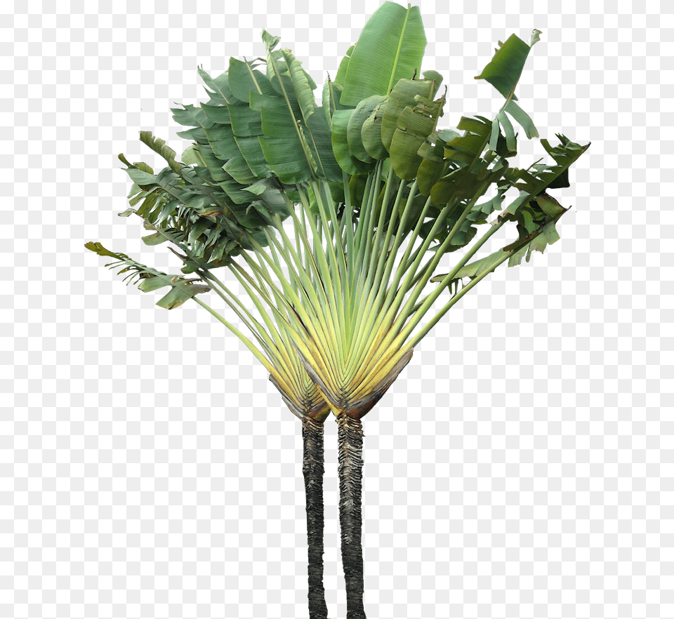 Source Ravenala Madagascariensis, Leaf, Palm Tree, Plant, Tree Free Png Download