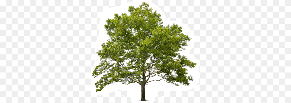 Source Sycamore Tree, Oak, Plant, Tree Trunk Free Png