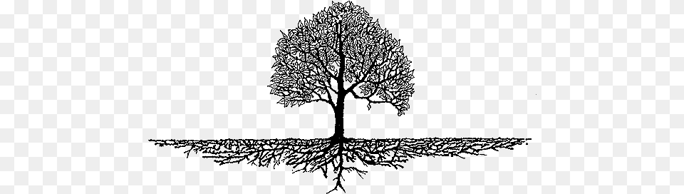 Source Tree Roots Clipart, Gray Free Png Download