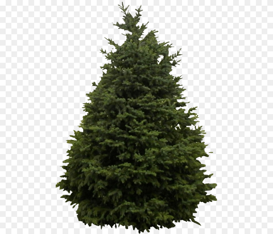 Source Wpclipart Com Bare Christmas Tree Pine Evergreen, Fir, Plant, Conifer Png