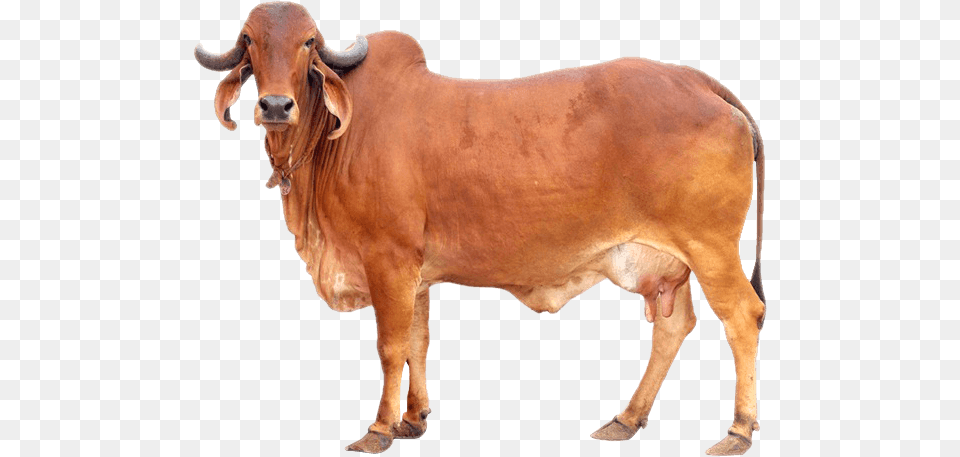 Sourced From Desi Cows Of India Gir Cow, Animal, Bull, Cattle, Livestock Free Png Download