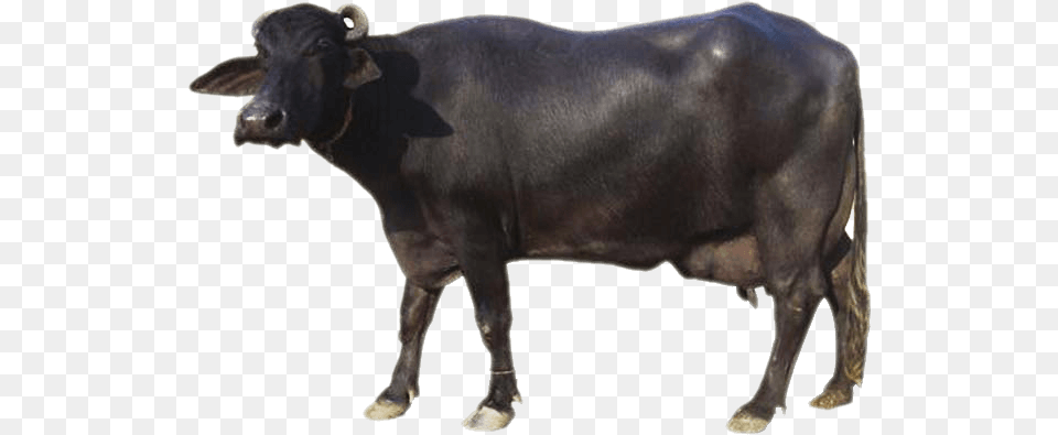 Sourced From Indian Buffalo Breeds Ox, Animal, Bull, Cattle, Mammal Png