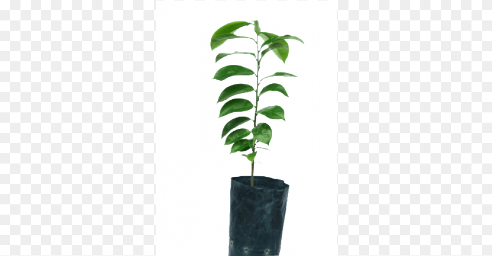 Soursop, Jar, Leaf, Plant, Planter Png Image