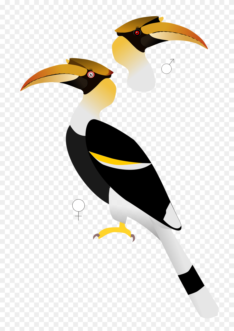 South America Clipart Hornbill, Animal, Beak, Bird, Toucan Free Png
