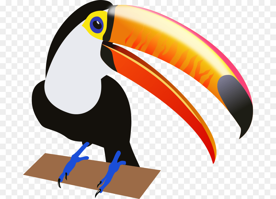 South America Clipart Toucan Bird, Animal, Beak, Fish, Sea Life Free Transparent Png