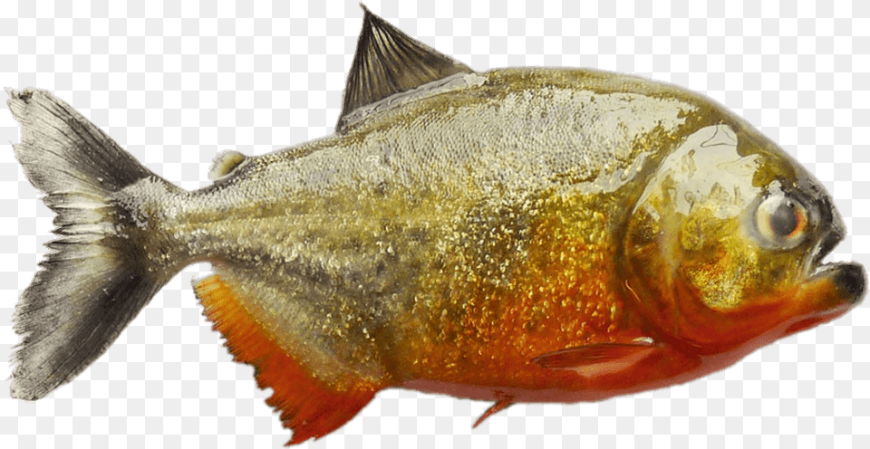 South American Piranha Clip Arts Coastal Cutthroat Trout, Animal, Fish, Sea Life Free Transparent Png