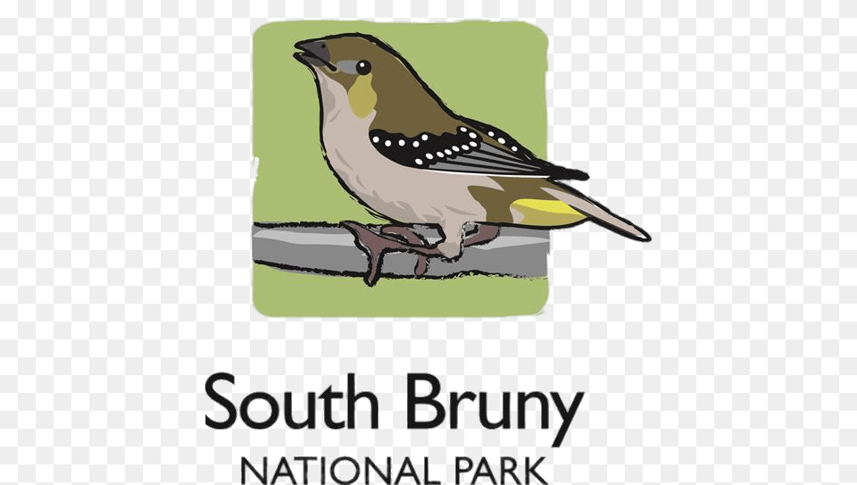 South Bruny National Park, Animal, Bird, Finch, Canary Free Transparent Png