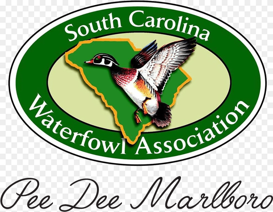 South Carolina Waterfowl Association, Animal, Bird Png Image