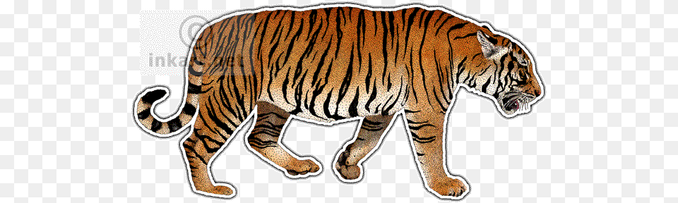 South China Tiger South China Tiger Drawing, Animal, Mammal, Wildlife Free Transparent Png