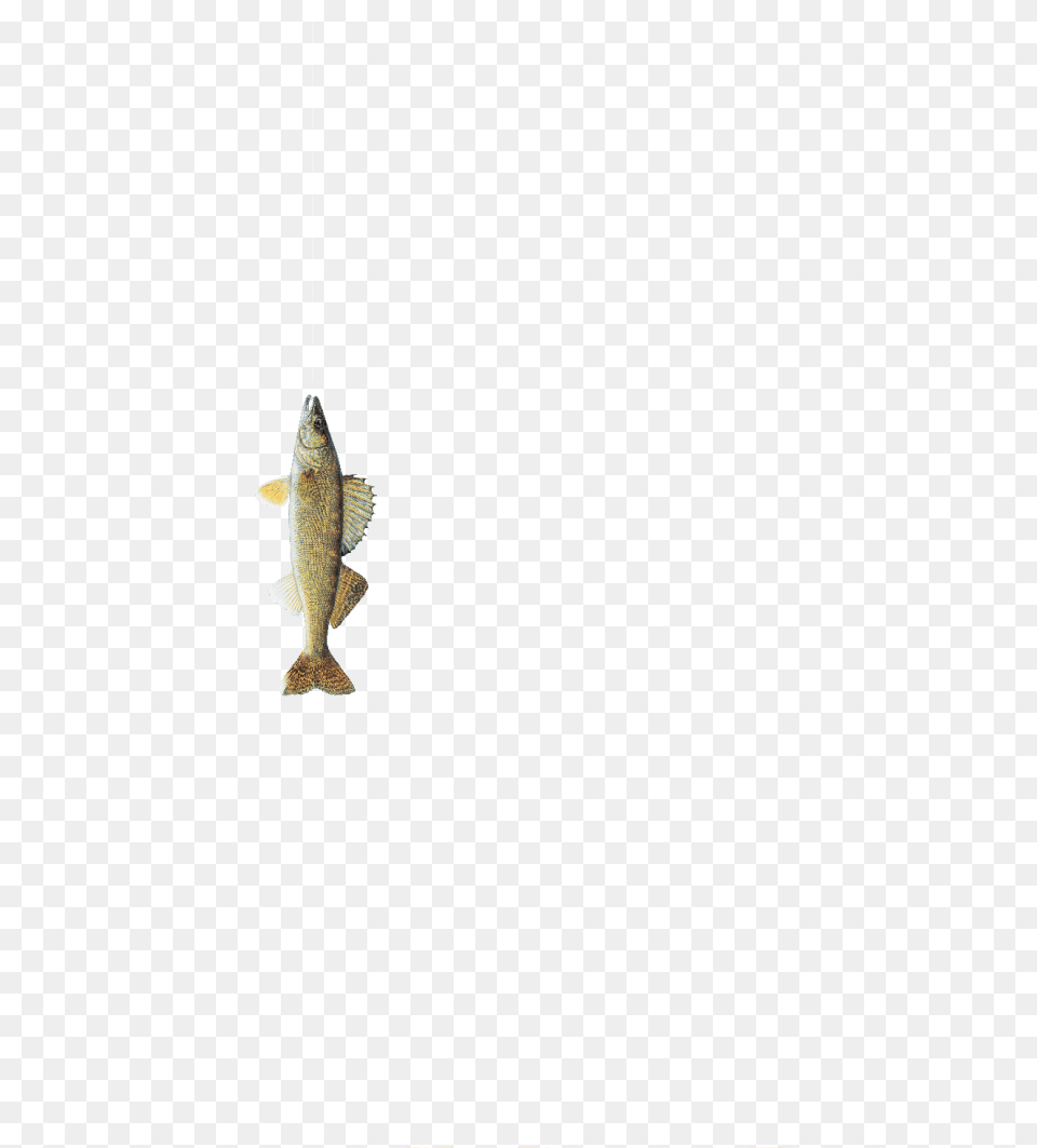 South Dakota State Fish, Animal, Sea Life, Perch Free Png Download