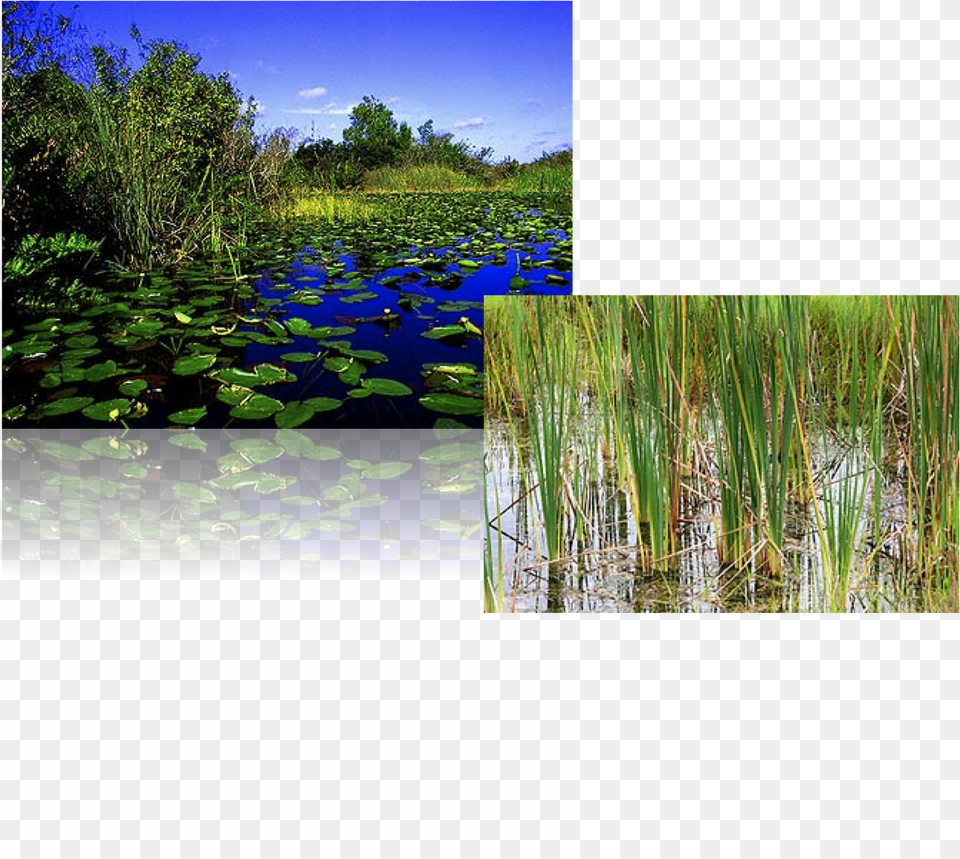 South Florida Everglades, Land, Nature, Outdoors, Plant Png