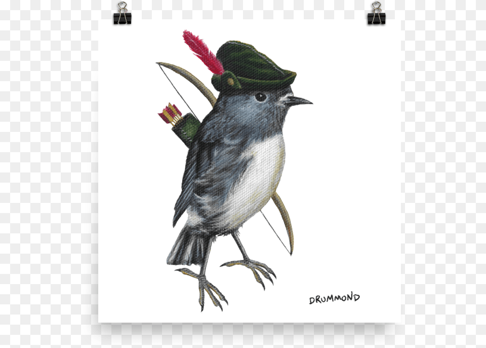 South Island Robin Hood Robin Bird With A Robin Hood Hat, Animal, Beak, Art, Finch Free Png Download