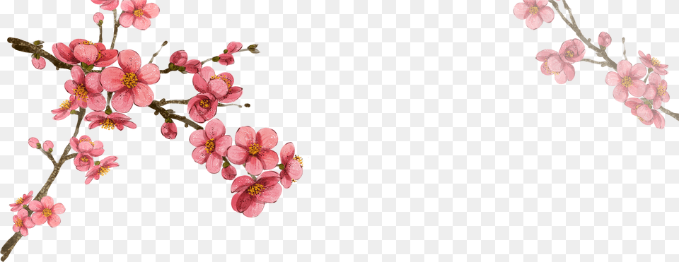 South Korea Flower Illustration Korean Cherry Blossom, Geranium, Petal, Plant, Cherry Blossom Png Image