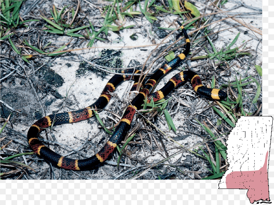 South Mississippi Snakes, Animal, Reptile, Snake, King Snake Free Png Download