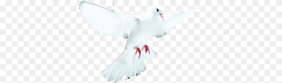 Southbay Lullabye White Dove, Animal, Bird, Pigeon Free Transparent Png
