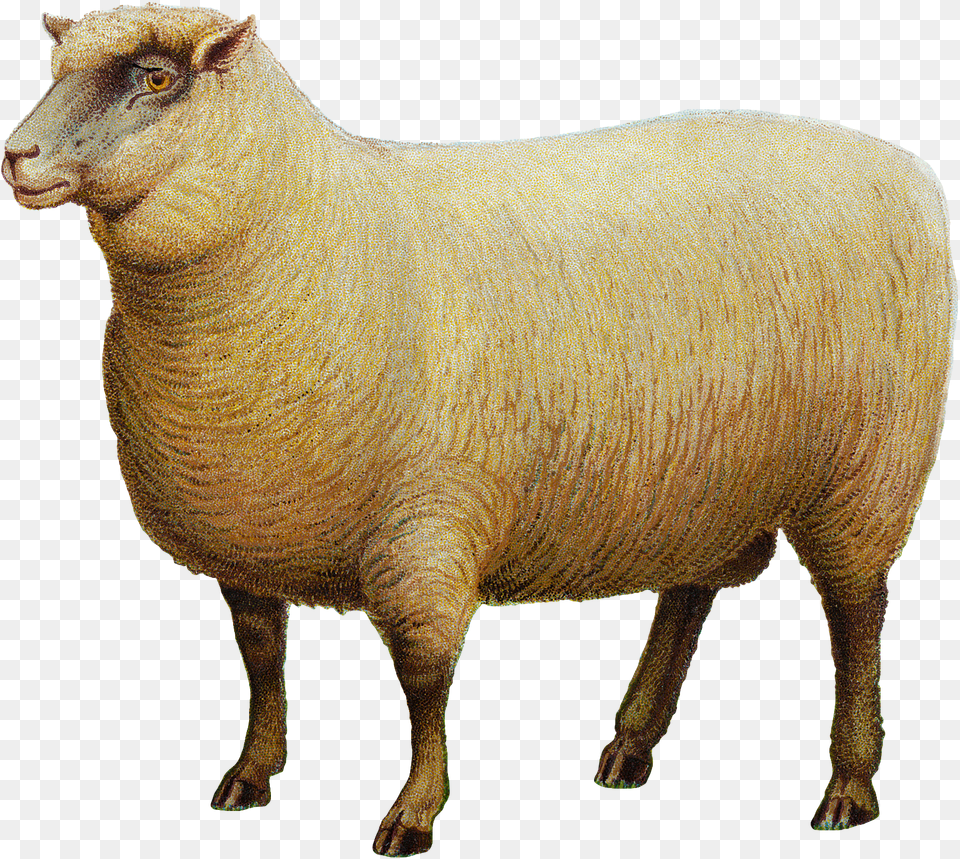 Southdown Sheep Goat Portable Network Graphics Livestock Domba, Animal, Mammal, Antelope, Wildlife Free Transparent Png