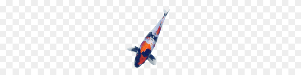 Southeast Koi, Animal, Carp, Fish, Sea Life Free Transparent Png