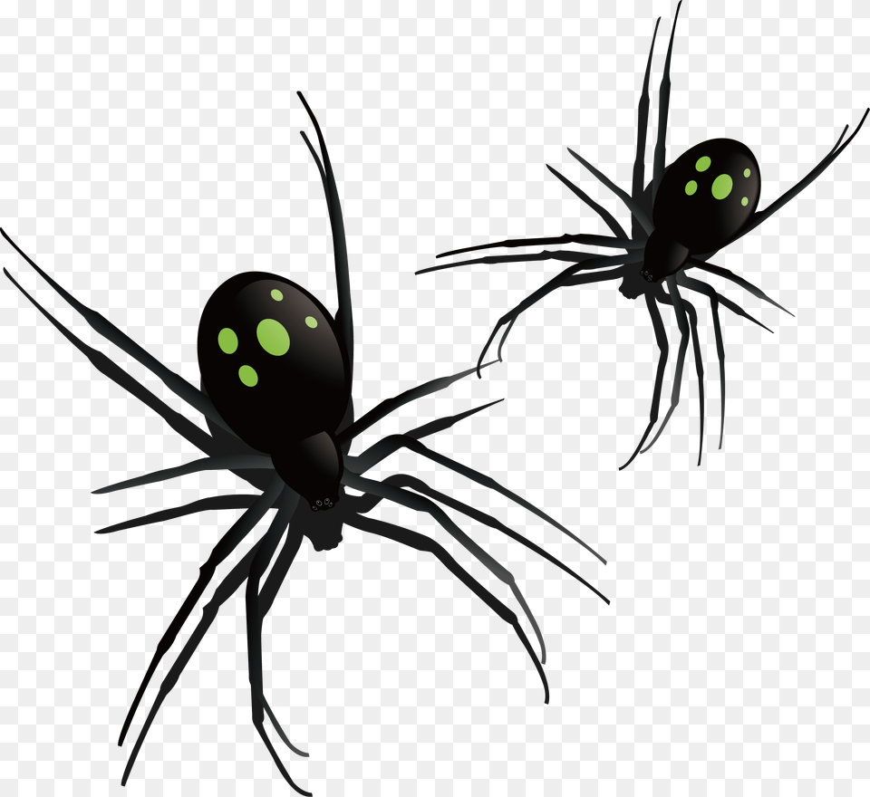 Southern Black Widow Spider Insect Pattern Southern Black Widow, Animal, Invertebrate Free Png Download