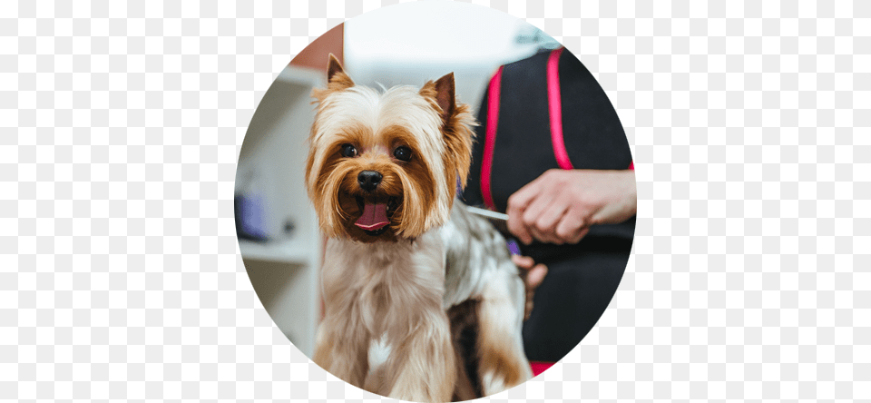 Southern California39s Mobile Pet Salon Dog Grooming Gaithersburg, Adult, Person, Man, Mammal Png Image