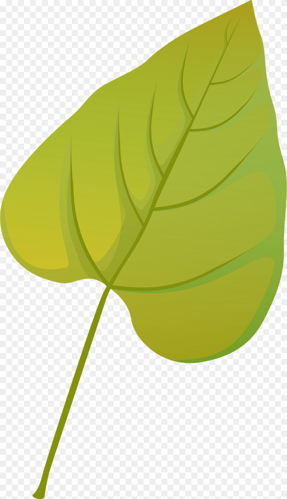 Southern Catalpa Autumn Leaf Clipart, Plant, Tree Png Image