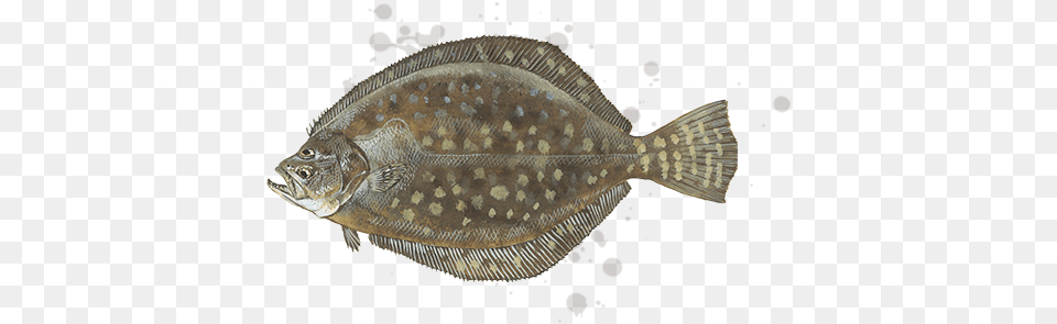 Southern Flounder, Animal, Fish, Sea Life, Halibut Free Png