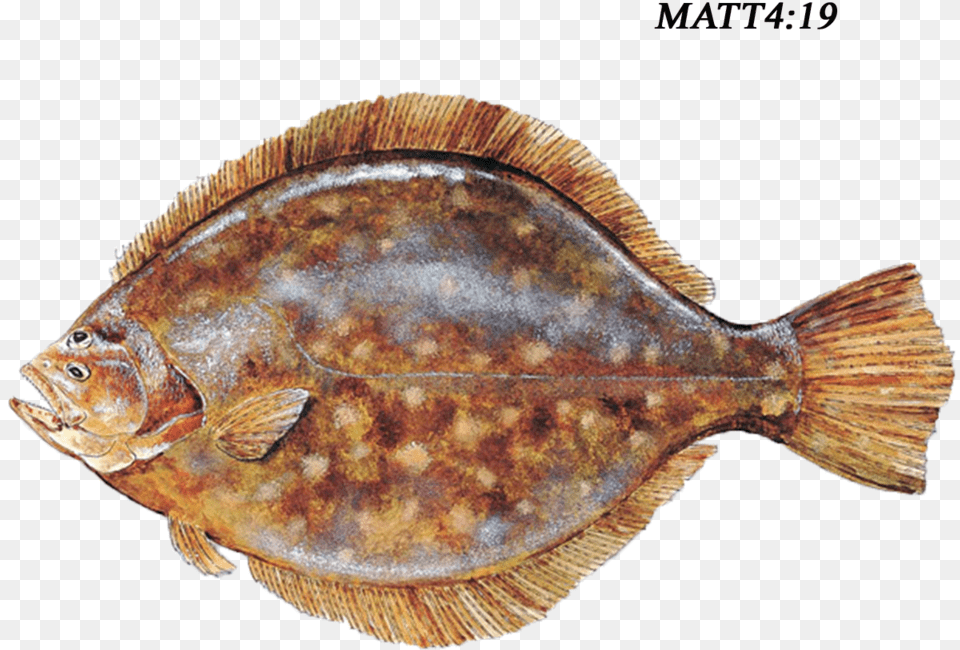 Southern Flounder, Animal, Fish, Sea Life, Halibut Free Transparent Png