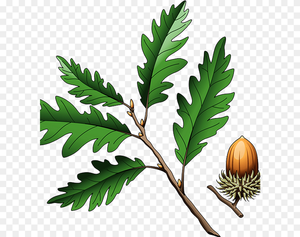 Southern Live Oak Quercus Coccinea Quercus Cerris Illustration Oak, Food, Nut, Plant, Produce Png Image