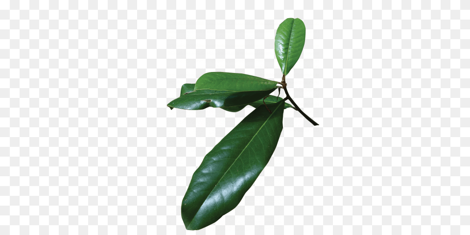 Southern Magnolia Friends Of The Louisiana State Arboretum, Leaf, Plant, Tree, Flower Free Transparent Png